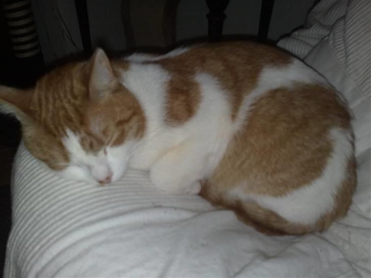 Huskat Luske <3 - Jeg er træt.. billede 15