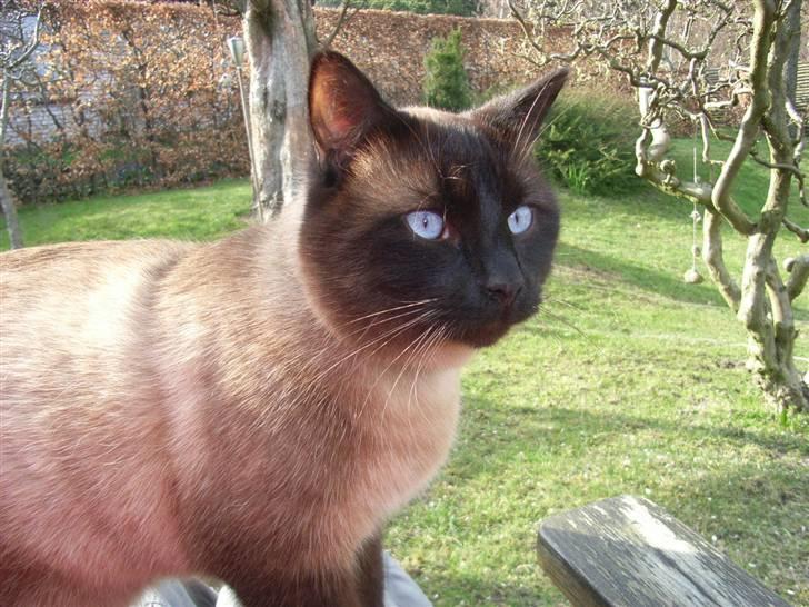 Blanding af racer Karl billede 1