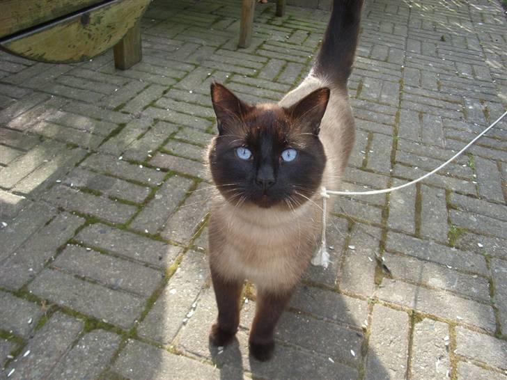 Blanding af racer Karl billede 2