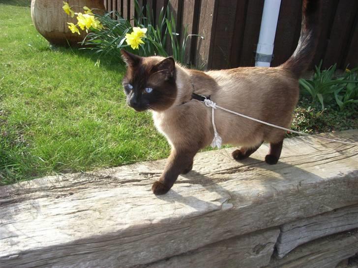 Blanding af racer Karl billede 3