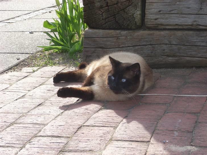 Blanding af racer Karl billede 4