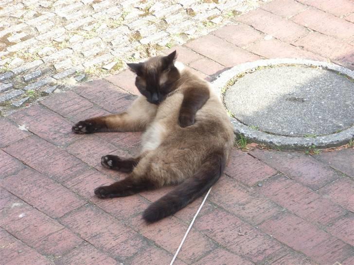 Blanding af racer Karl billede 5