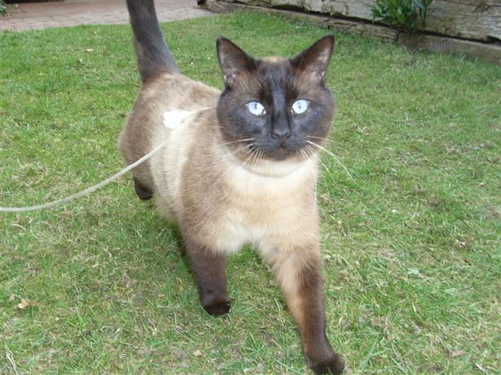 Blanding af racer Karl billede 6