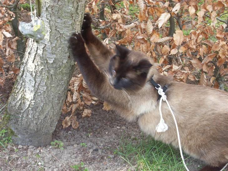 Blanding af racer Karl billede 7