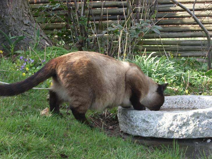 Blanding af racer Karl billede 8