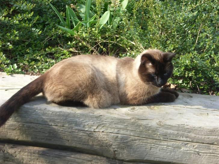 Blanding af racer Karl billede 9