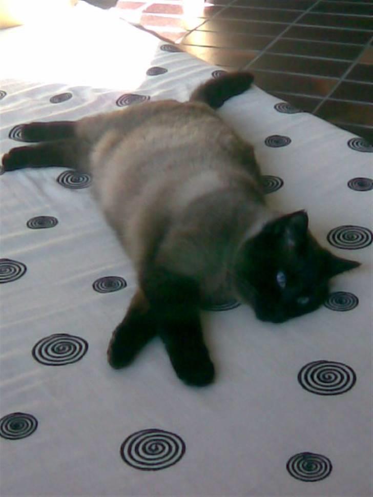 Blanding af racer Karl billede 10