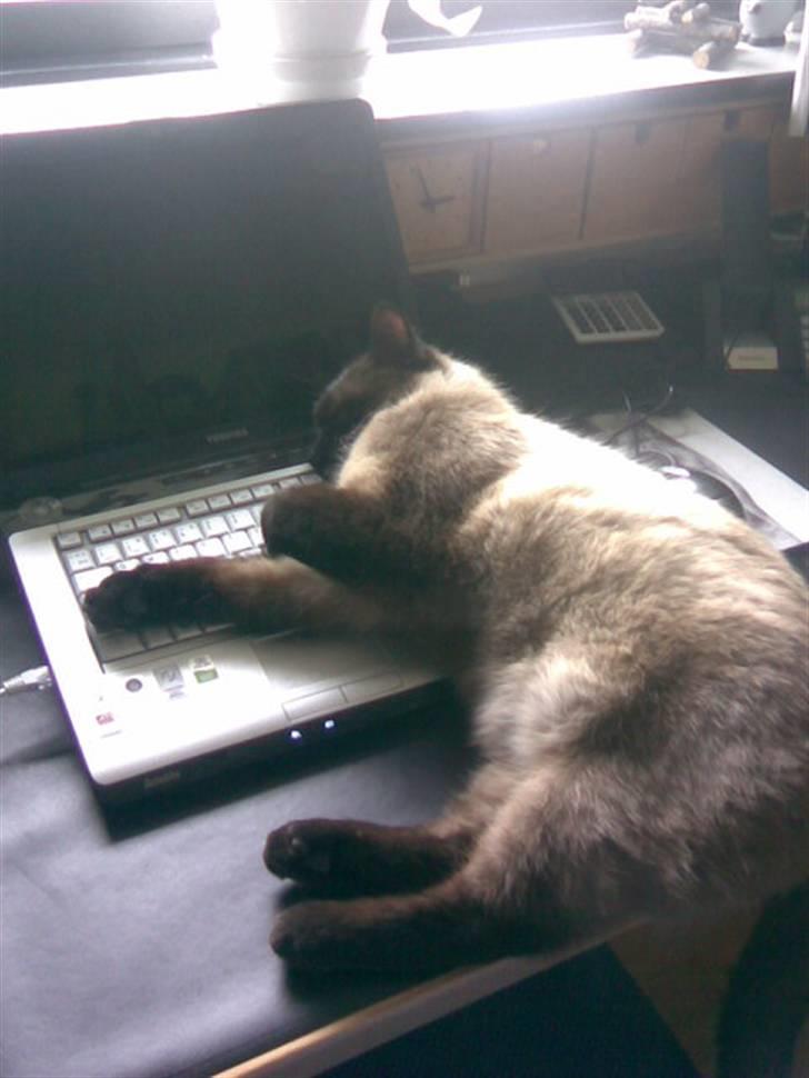 Blanding af racer Karl billede 11