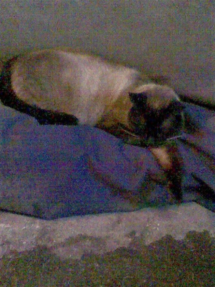 Blanding af racer Karl billede 12