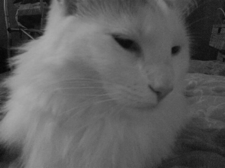 Maine Coon Fået nyt hjem </3 billede 2