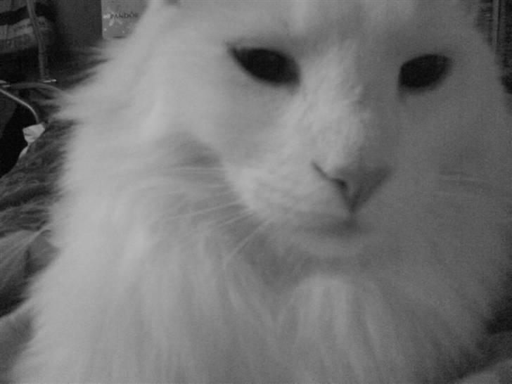 Maine Coon Fået nyt hjem </3 billede 3