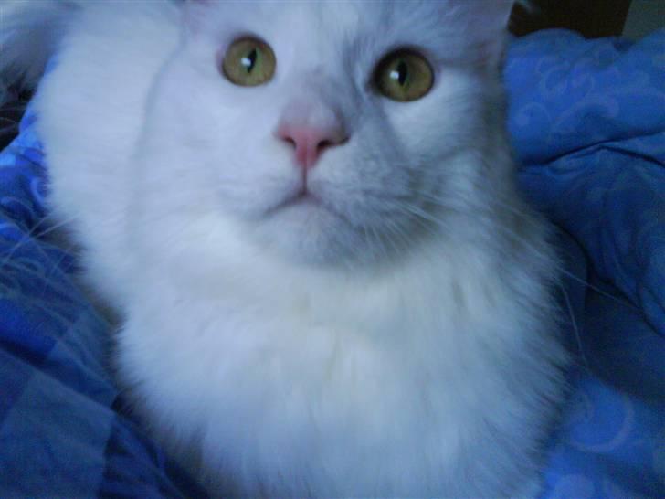 Maine Coon Fået nyt hjem </3 billede 4