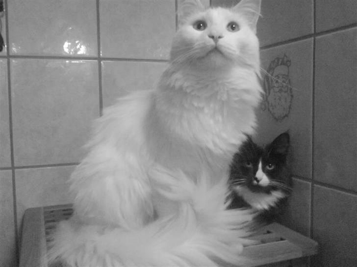 Maine Coon Fået nyt hjem </3 billede 5