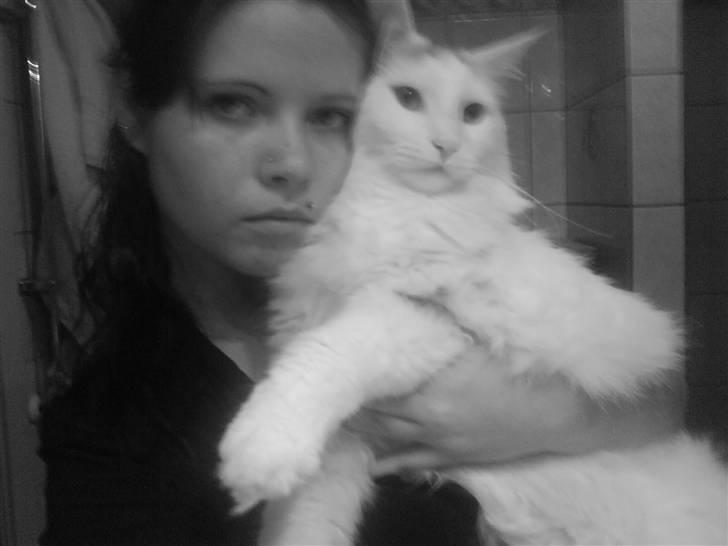 Maine Coon Fået nyt hjem </3 billede 6