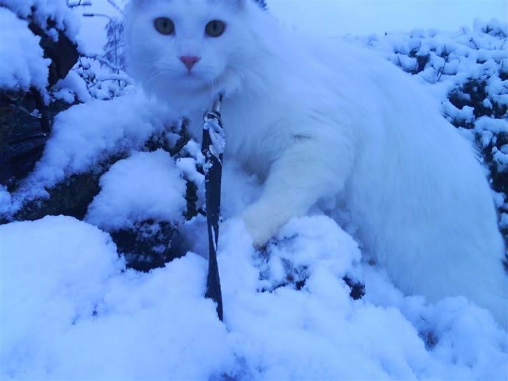 Maine Coon Fået nyt hjem </3 billede 7