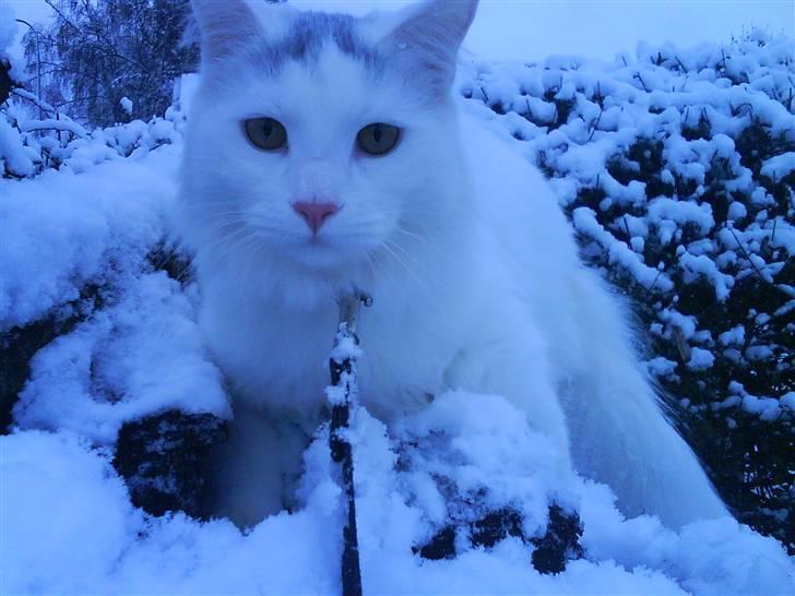 Maine Coon Fået nyt hjem </3 billede 8
