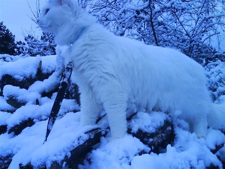 Maine Coon Fået nyt hjem </3 billede 9