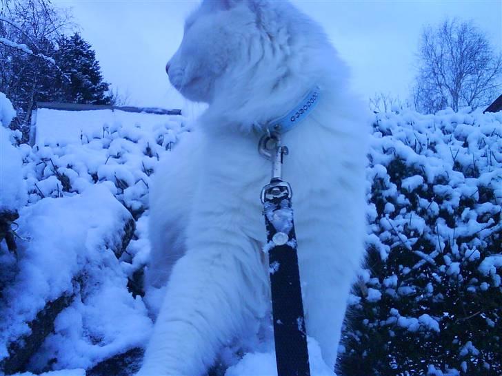 Maine Coon Fået nyt hjem </3 billede 10