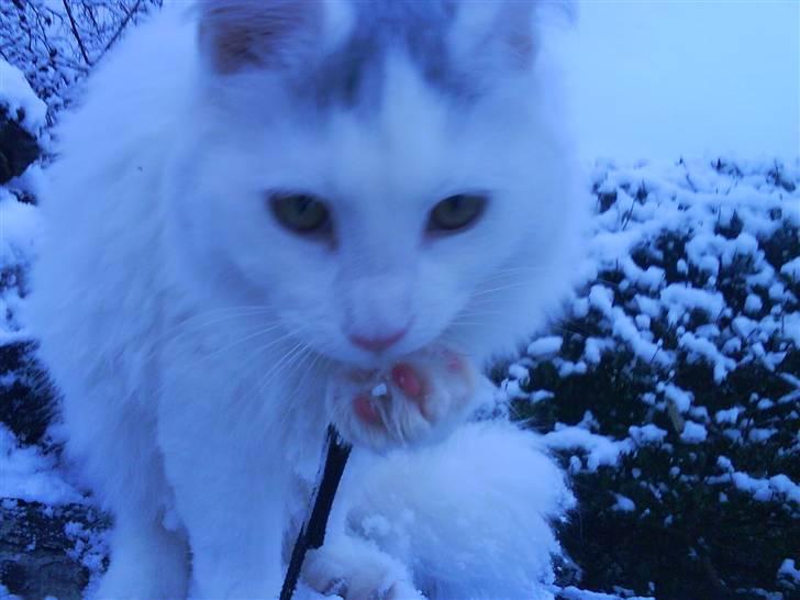 Maine Coon Fået nyt hjem </3 billede 11