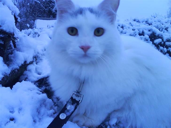 Maine Coon Fået nyt hjem </3 billede 12