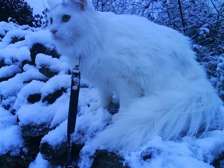 Maine Coon Fået nyt hjem </3 billede 13