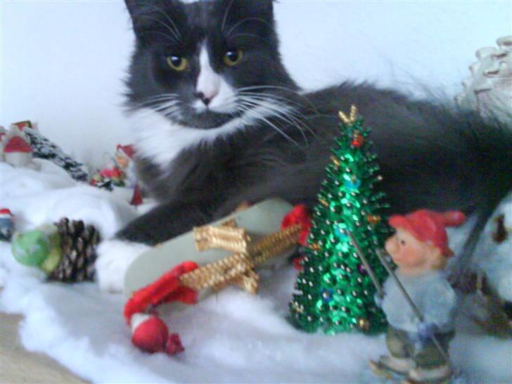 Maine Coon Fået nyt hjem </3 billede 4