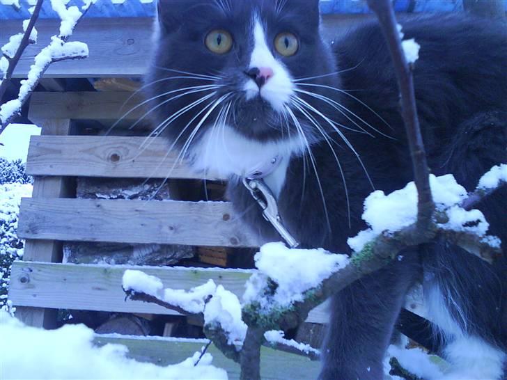 Maine Coon Fået nyt hjem </3 billede 6