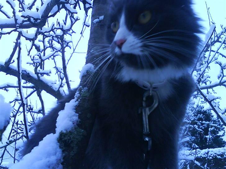 Maine Coon Fået nyt hjem </3 billede 7