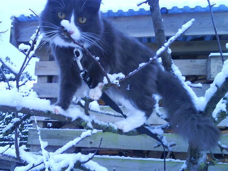 Maine Coon Fået nyt hjem </3 billede 8
