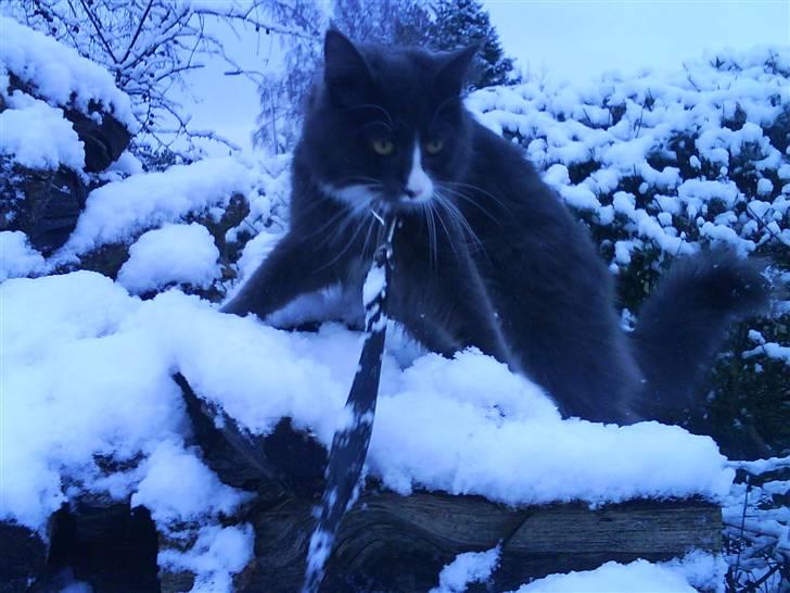 Maine Coon Fået nyt hjem </3 billede 9