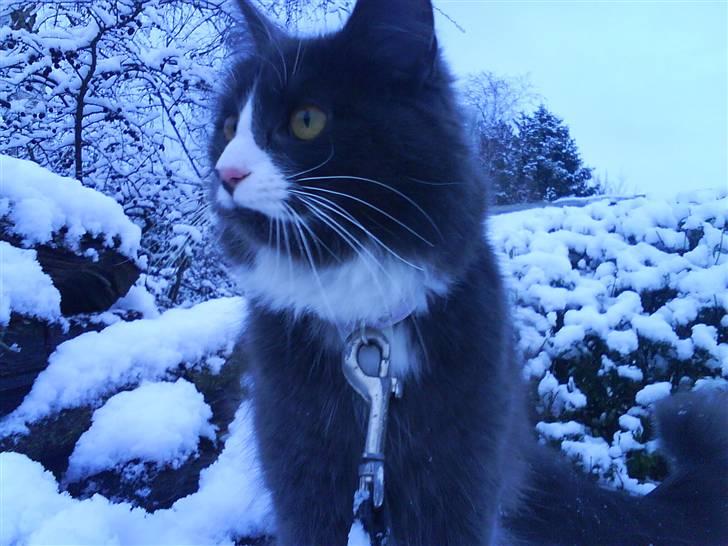 Maine Coon Fået nyt hjem </3 billede 10