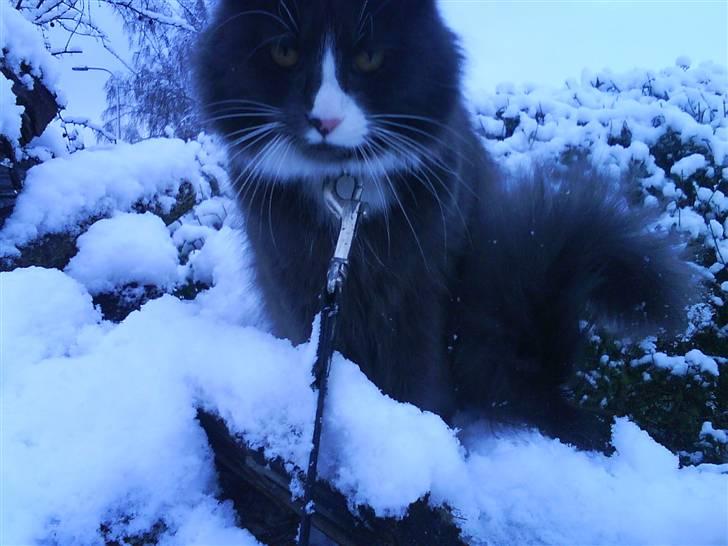 Maine Coon Fået nyt hjem </3 billede 11
