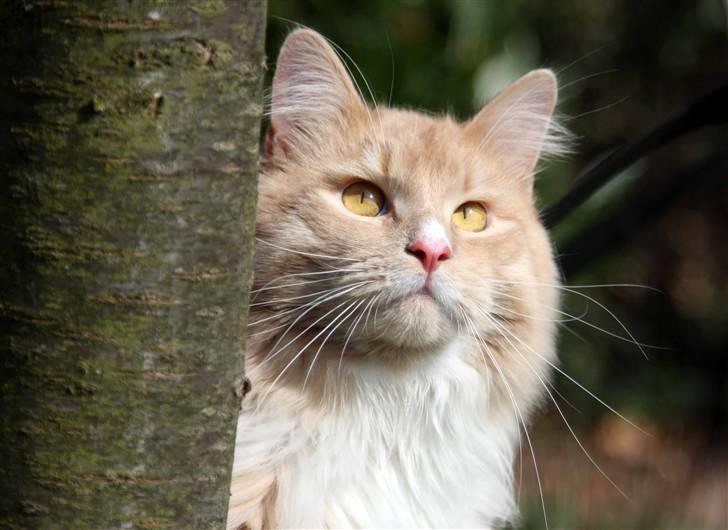 Maine Coon Victor billede 17