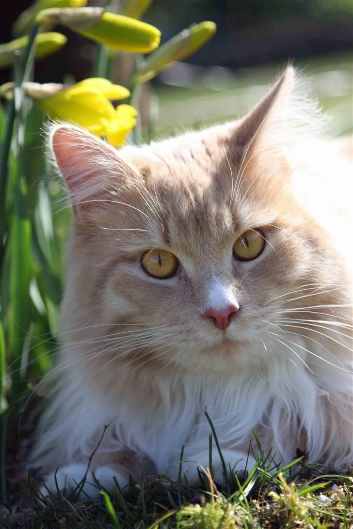 Maine Coon Victor billede 18