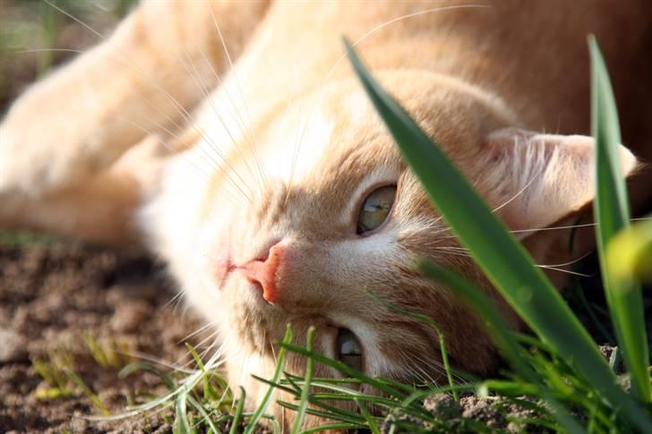 Huskat Oskar billede 9