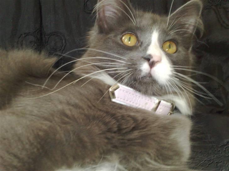 Maine Coon Fået nyt hjem </3 billede 12