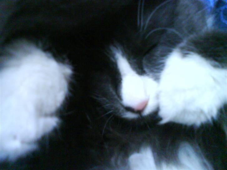 Maine Coon Fået nyt hjem </3 billede 13