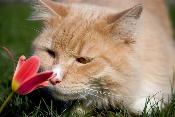 Maine Coon Victor billede 19
