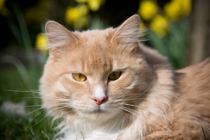 Maine Coon Victor billede 1