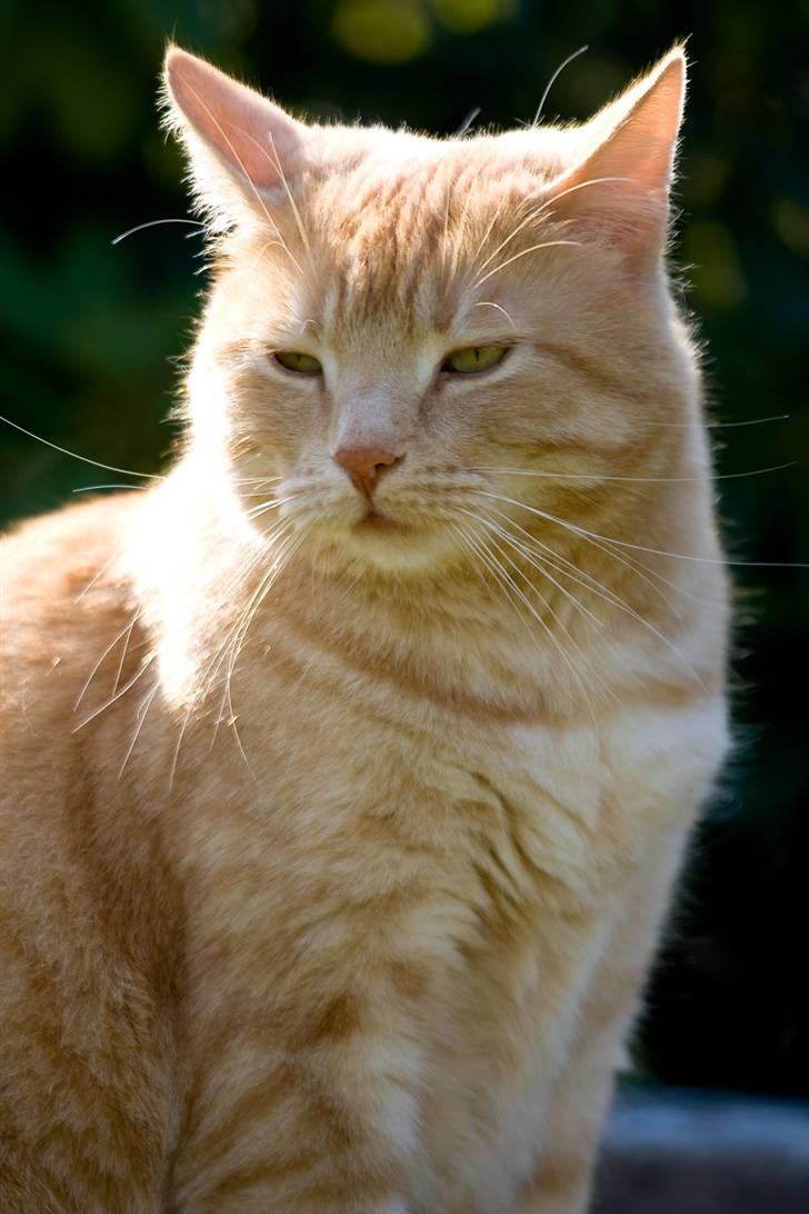 Huskat Oskar billede 10