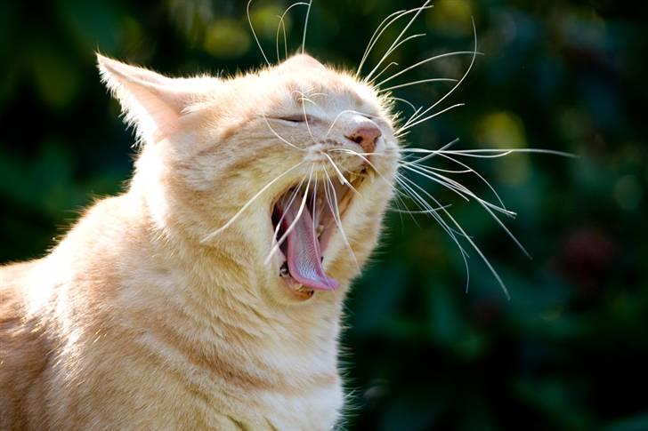 Huskat Oskar billede 11