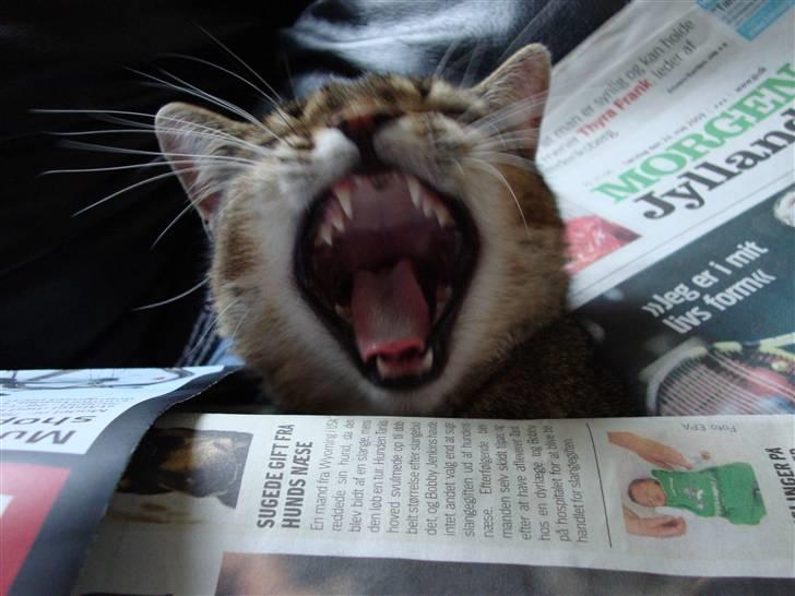 Huskat Mis - Begravet i nyheder! :) billede 11