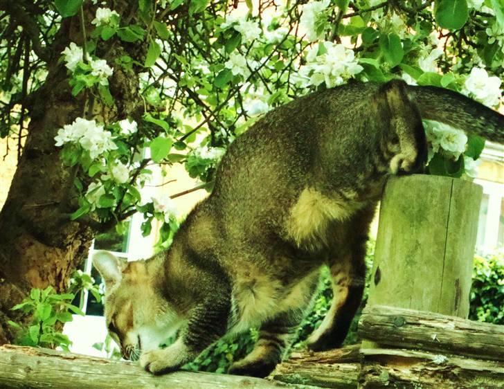 Huskat Mis - Lidt mystisk vinkel og positur, men jeg kan godt lide billedet alligevel :) billede 12