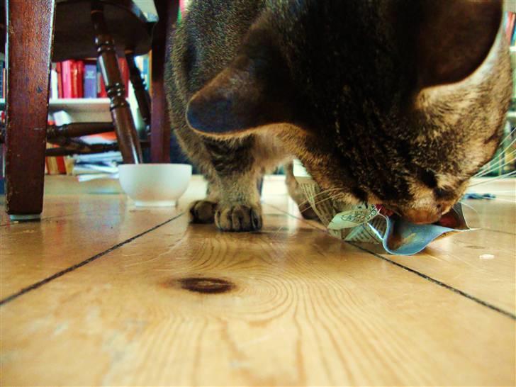 Huskat Mis - Hun skal da ikke fodres - hun kan selv! billede 13