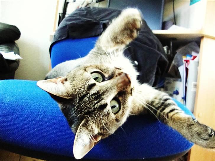 Huskat Mis - Ved ikke lige hvad hun laver her? :b billede 14