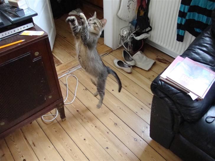 Huskat Mis - Just go for it!! billede 15