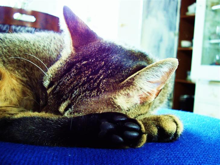 Huskat Mis - Sammenkrøllet lille missekat med lakridspoter :b billede 16