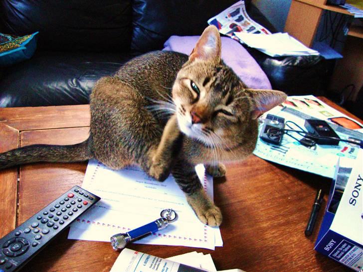 Huskat Mis billede 17