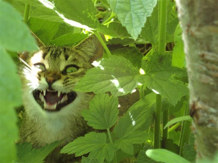 Huskat Mis - Mis-troisk? billede 18