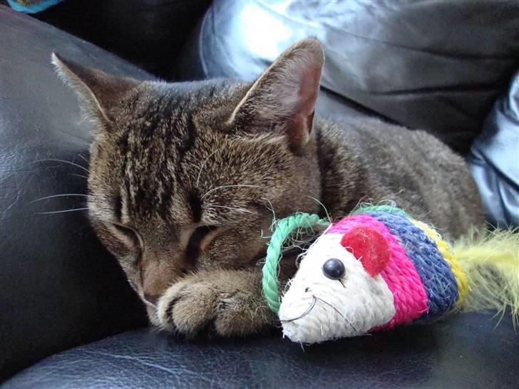 Huskat Mis - - Nu med sovedyr :) billede 19